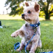 Ocean Waves Collar & Lead Set - Image 2
