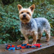 Dog wearing the Tropical Bloom collar