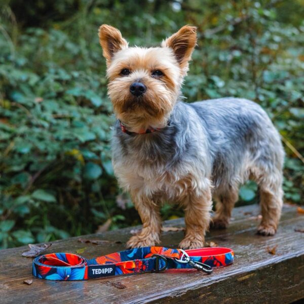 Dog wearing the Tropical Bloom collar