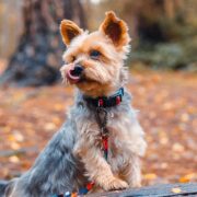 Tropical Bloom matching dog collar and lead set lifestyle photo